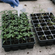 Heirloom Seed Vault Kit (35 Pack)