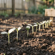 Heirloom Seed Vault Kit (35 Pack)