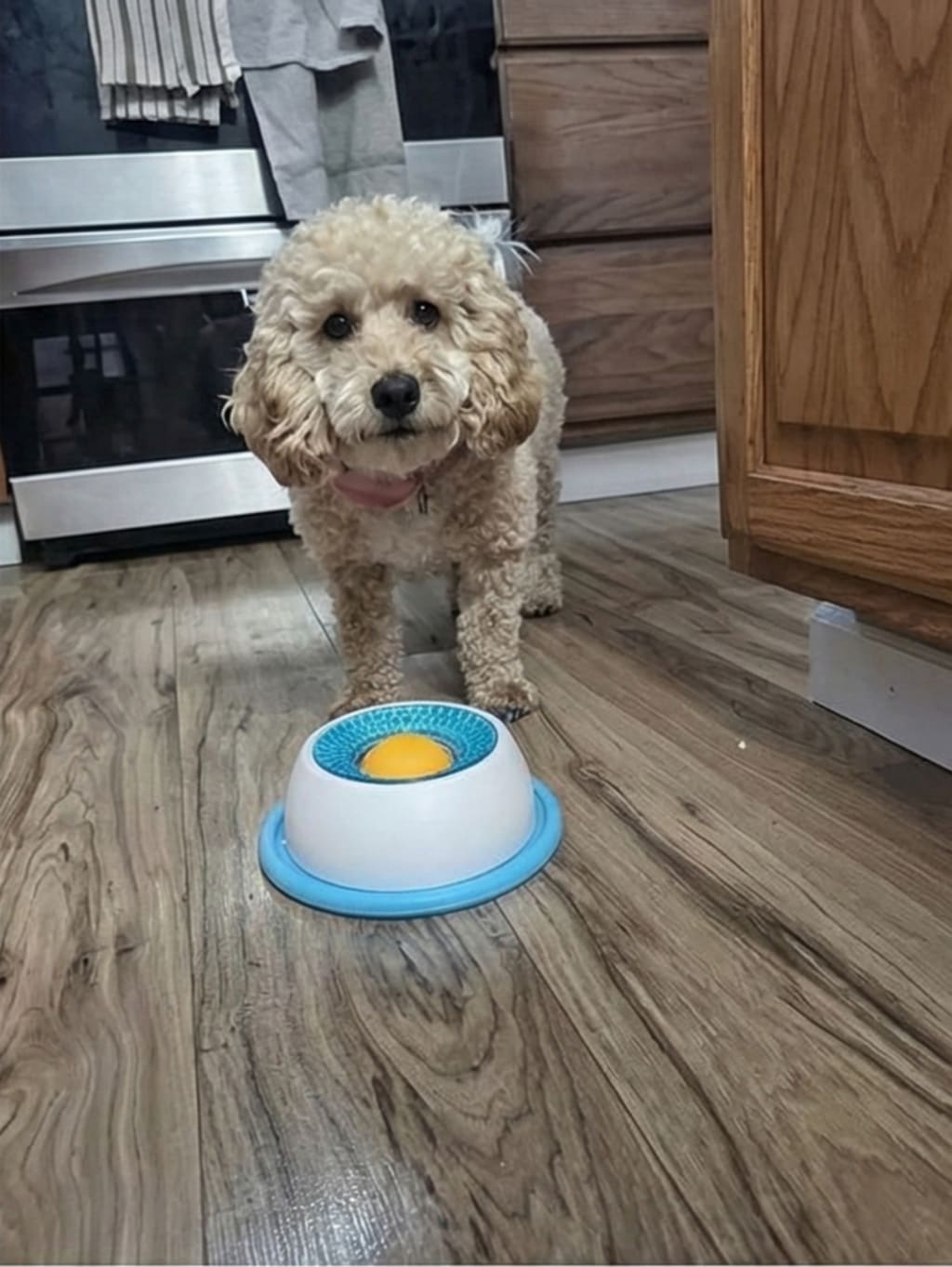 Dog's Licky Sip Bowl