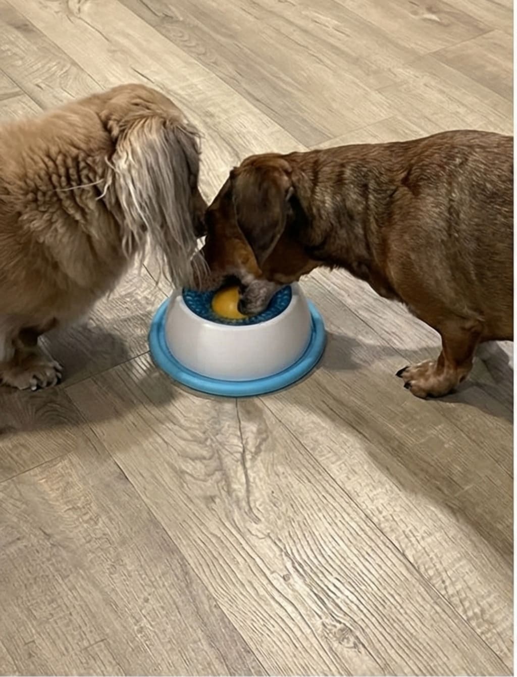 Dog's Licky Sip Bowl